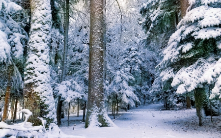 Winter forest - beautiful, forest, frost, peaceful, serenity, snow, trees, winter