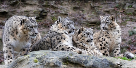Snow Leopard Family