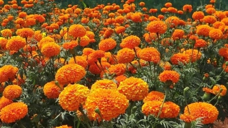 marigold - marigold, flower, orange, garden