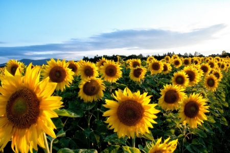 Flowers - flowers, Flowered, field, yellow