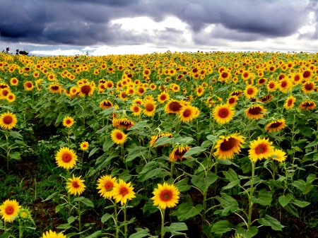 sunflower - garden, flowers, yellow, sunflower