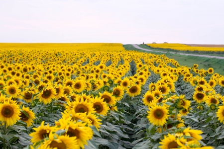 sunflowers - garden, nature, flower, sunflower