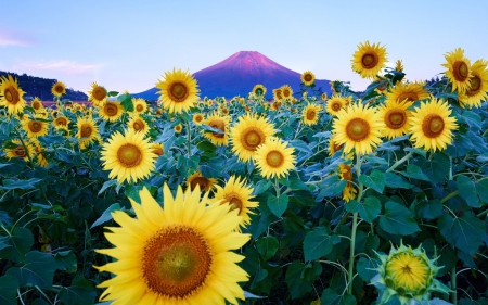 sunflowers - sunflower, yellow, nature, garden