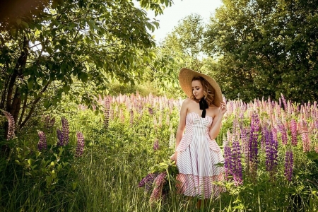 Lupinus Meadow