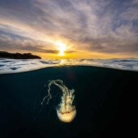 Compass Jellyfish at sunrise by Martin Stevens