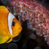 Clownfish guarding his fry by Alessandro Giannaccini