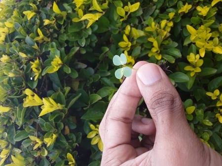 4leaf clover