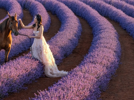 Lavender Fields Tasmania - paci, levendulafarm, lany, mezo, ruha, Tasmania