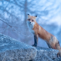 Fox