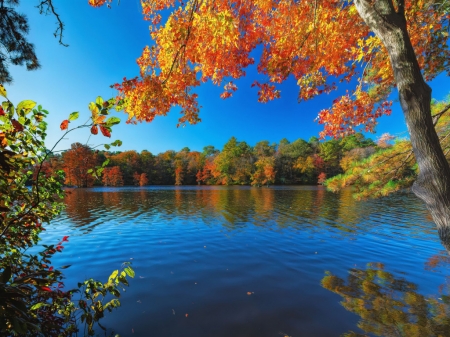 Lake- Trap Pond State Park In- Delaware - delaware, erdo, fak, osz, tavak, trap pond state park