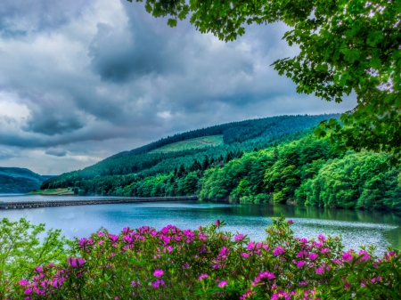 In the Derwent Valley - derwent volgy, dombok, erdo, fak, folyo, nappal, rozsaszin viragok, tajkep, termeszet, viragok