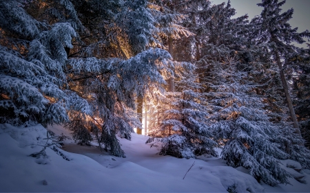 Winter nature - frost, morning, snow, trees, forest, ice, sunrise, winter, cold, beautiful