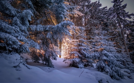 Winter nature - winter, trees, beautiful, snow, sunrise, morning, forest, ice, cold, frost