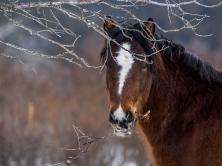 The horse's face - agak, aranyos, lo arca, termeszet