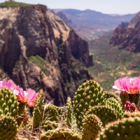 Flowering Cactuses in the Mountains of Utah