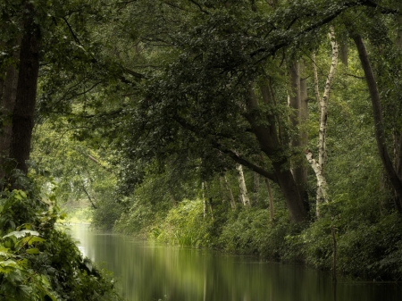 River in the green - erdo, folyo, levelek, nyar, termeszet, zold