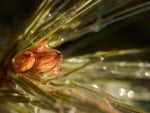 Needles Inflorescence