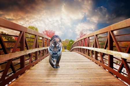 Tiger walks on the wooden bridge - allat, egbolt, fahid, folyo, halad, ragadozo, setal, tigris