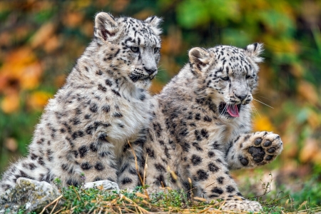 Snow Leopard Cubs - animal, leopard, cub, snow, cats