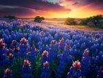 Texas Bluebonnets