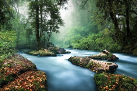 Forest river - erdei, erdo, fak, folyo, levelek, tiszta folyo, vizfolyas