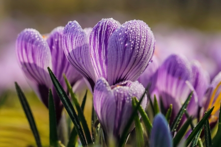 Violet crocuses - beautiful, crocuses, flowers, spring, violet