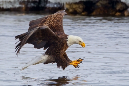 bald eagle - eagle, birds, water, bald