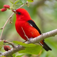 red bird