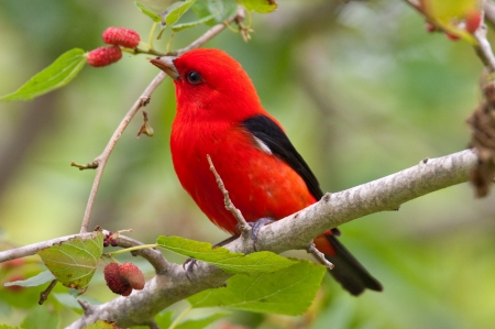 red bird