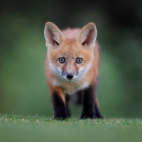Fox cub