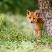 Fox cub