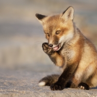 Fox cub