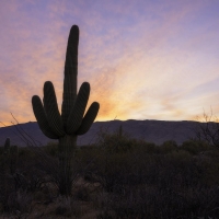 Saguaro National Park in southern Arizona