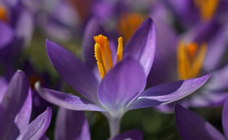 Crocus - purple, crocus, flower, nature, primavara, orange, spring, macro