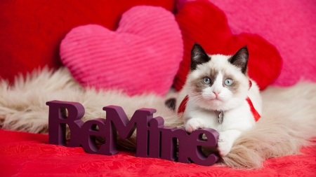 :) - pink, cat, pisici, valentine, red, heart
