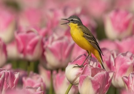 Singing bird - singing, bird, yellow, spring, flower, tulip, pink, pasari, nature