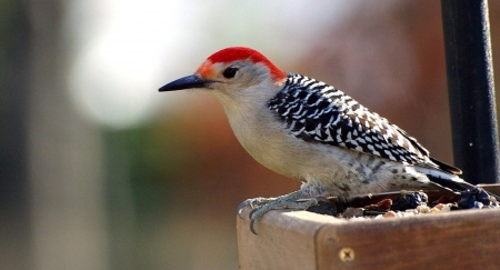 woodpecker - birds, pecker, tree, wood