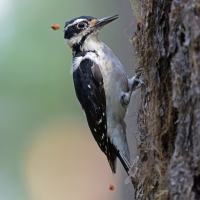 female woodpecker