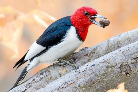 woodpecker
