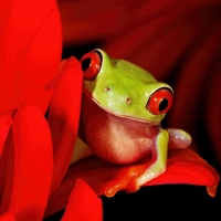 Red-eyed Tree Frog