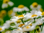 Chamomile