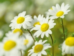 White chamomile