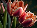 Tulips