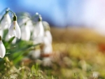 Snowdrop blossom in the nature