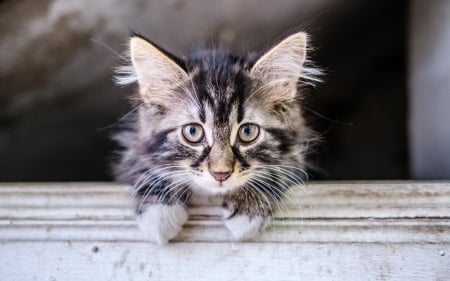 Kitten