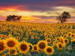 Sunflowers