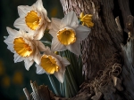 Narcissus Flowers