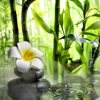 Tropical garden with zen stones