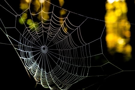 Spider Web