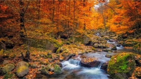 Olympic National Forest - fall, autumn, creek, Washington, stream, National Forest, leaves